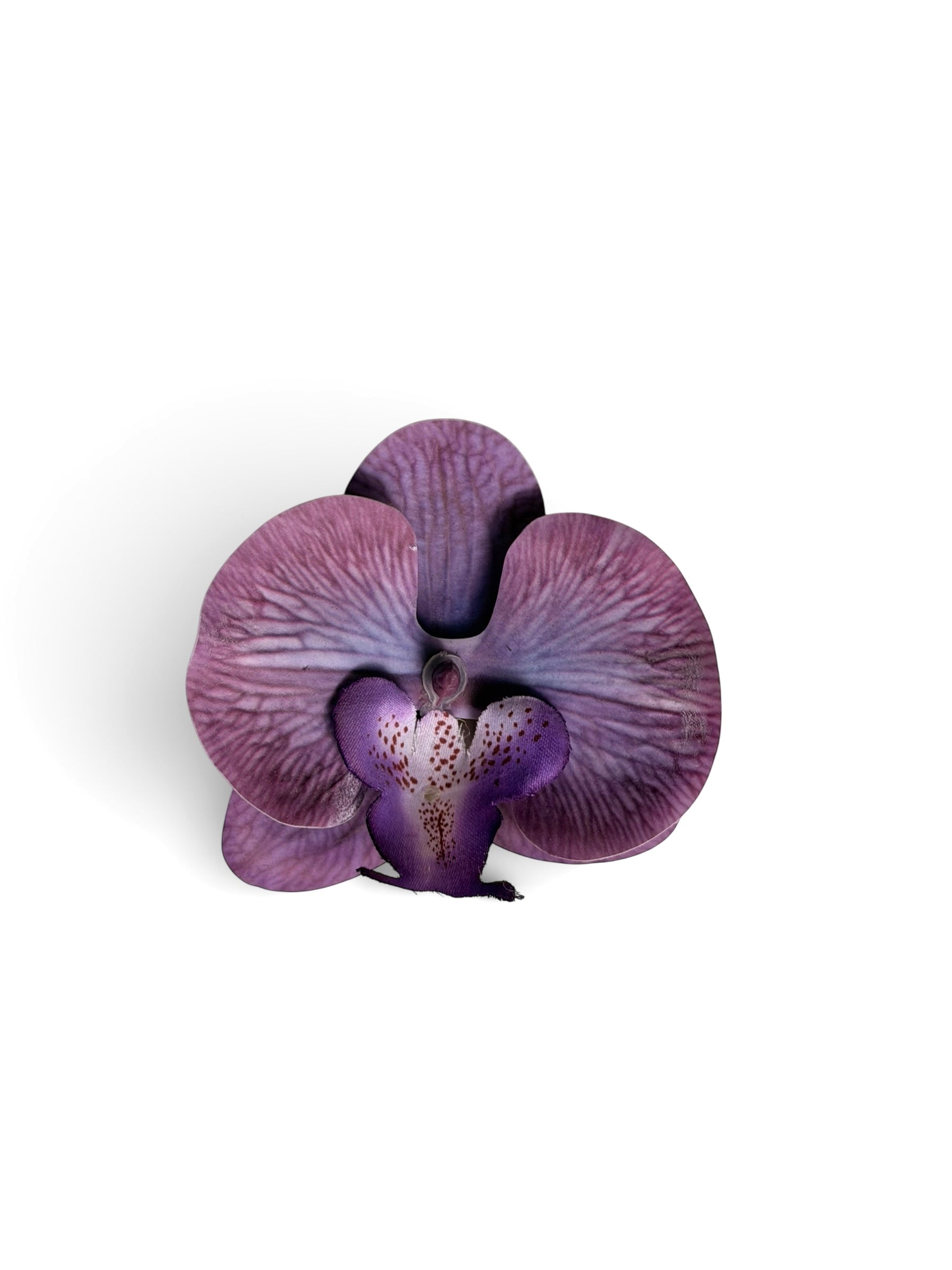 Purple Orchid