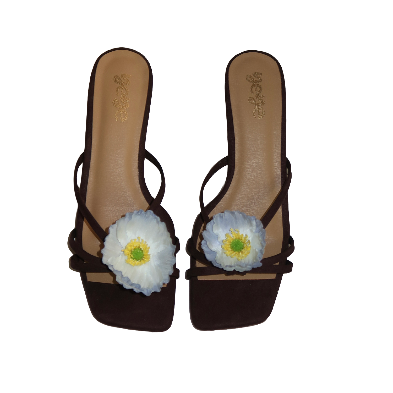 Blue windflower - Heel